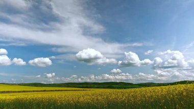 Parlak geniş çiçek tarlaları, dağda küçük bir bitki ve çayır vadisinde küçük boş bir köy ve bulutlu mavi gökyüzü. UHD 4K video gerçek zamanlı