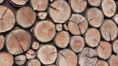 Background of round dry wooden cuts with different natural texture brown patterns. UHD 4K video slow-motion