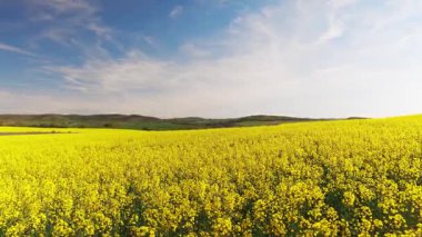 Parlak geniş çiçek tarlaları, dağda küçük bir bitki ve çayır vadisinde küçük boş bir köy ve bulutlu mavi gökyüzü. UHD 4K video gerçek zamanlı