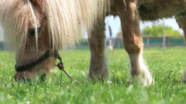Close-up on a light red long-haired pony horse with a long white mane, grazes on a green fresh spring meadow with bright tasty grass