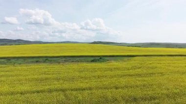 Parlak geniş çiçek tarlaları, dağda küçük bir bitki ve çayır vadisinde küçük boş bir köy ve bulutlu mavi gökyüzü. UHD 4K video gerçek zamanlı