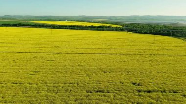 An endless farmers dense field with blooming yellow small flowers of rapeseed for industrial purposes, against backdrop of Balkan Mountains in Bulgaria and a clear soft blue sky