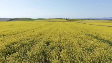 Parlak geniş çiçek tarlaları, dağda küçük bir bitki ve çayır vadisinde küçük boş bir köy ve bulutlu mavi gökyüzü. UHD 4K video gerçek zamanlı