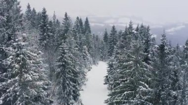 Karpat Dağları 'nın beyaz karla kaplı tepelerini kaplayan sık yeşil ladin ormanları ve kış ormanlarındaki karlı tropik bölgelerde inen hızlı cesur kayakçılar, UHD 4K video görüntüleri.
