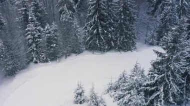 Karpat Dağları 'nın beyaz karla kaplı tepelerini kaplayan sık yeşil ladin ormanları ve kış ormanlarındaki karlı tropik bölgelerde inen hızlı cesur kayakçılar, UHD 4K video görüntüleri.