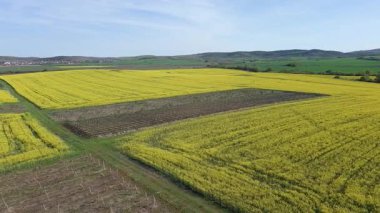 Parlak geniş çiçek tarlaları, dağda küçük bir bitki ve çayır vadisinde küçük boş bir köy ve bulutlu mavi gökyüzü. UHD 4K video gerçek zamanlı