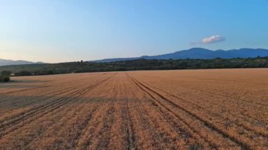 Dar dolambaçlı, iyi çiğnenmiş yollar, Rodop Dağları 'nın dağ vadisi ve parlak, güneşli akşam gökyüzünün arka planında olgunlaşmış ekinlerle çiftçi buğday tarlalarından geçer. UHD 4K video gerçek zamanlı