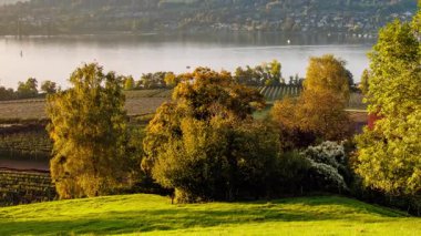 Altın güneş ışığı ve kayan gölgeler bu yüksek açılı UHD zaman atlaması sırasında sonbahar üzüm bağlarını ve sakin bir gölü süpürüyor..