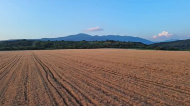 Dar dolambaçlı, iyi çiğnenmiş yollar, Rodop Dağları 'nın dağ vadisi ve parlak, güneşli akşam gökyüzünün arka planında olgunlaşmış ekinlerle çiftçi buğday tarlalarından geçer. UHD 4K video gerçek zamanlı