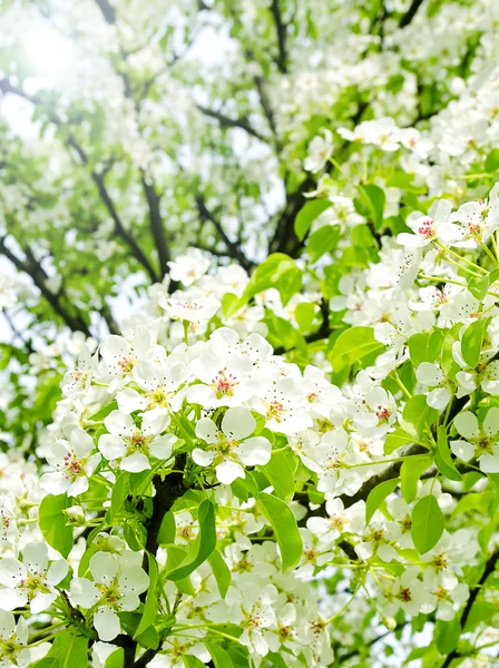 Cherry appel bloesem over natuur achtergrond — Stockfoto