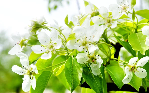 Cherry appel bloesem over natuur achtergrond — Stockfoto