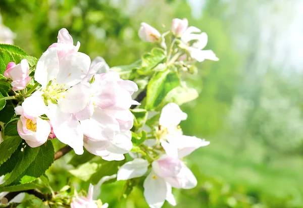Cherry apple blossoms over nature background — Stock Photo, Image