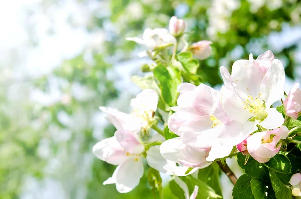 Cherry appel bloesem over natuur achtergrond — Stockfoto