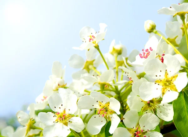 Cherry appel bloesem op blauwe hemelachtergrond — Stockfoto