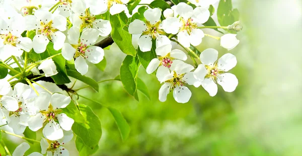 Třešeň jabloňové květy nad přírodní pozadí — Stock fotografie