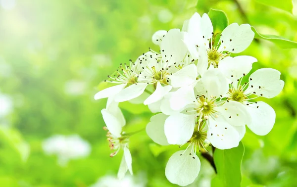 Cherry appel bloesem over natuur achtergrond — Stockfoto