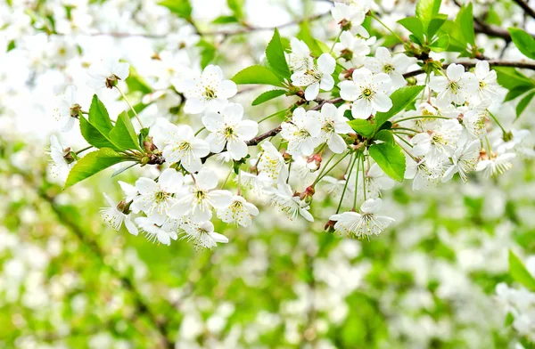 Cherry appel bloesem over natuur achtergrond — Stockfoto