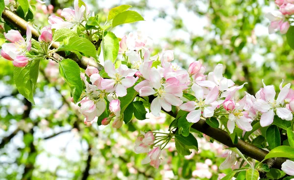 Cherry apple blossoms over nature background