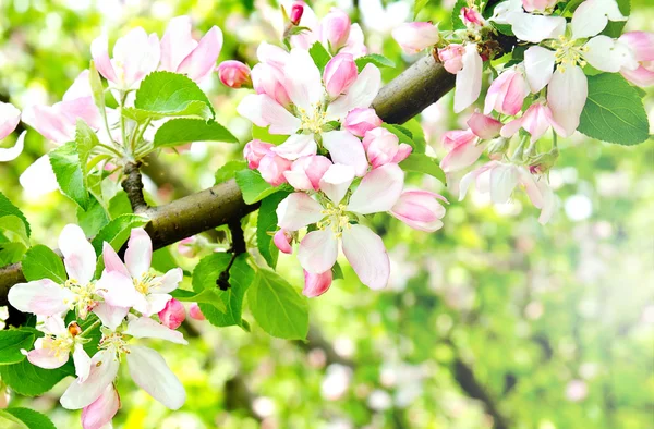 Cherry appel bloesem over natuur achtergrond — Stockfoto