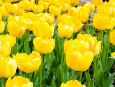  Çayır üzerinde güzel Sarı laleler