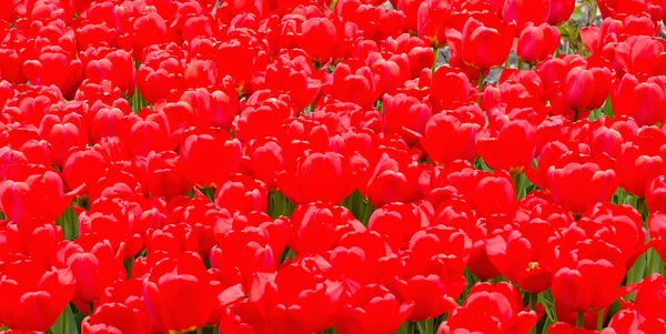 Красивые красные тюльпаны на лугу — стоковое фото