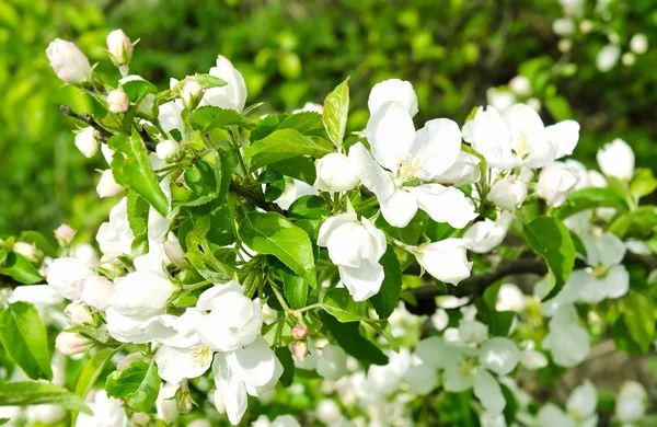 Cherry apple blossoms over nature background — Stock Photo, Image