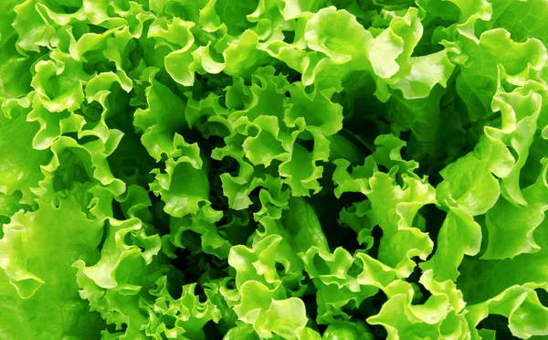 Background of fresh lettuce leaves — Stock Photo, Image