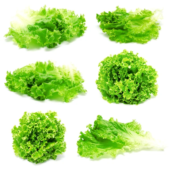 Collection of photos fresh lettuce leaves isolated — Stock Photo, Image