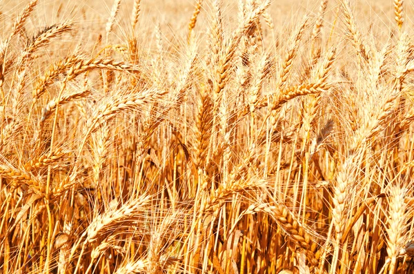 Bakgrund av vete fält med mognande gyllene öron — Stockfoto