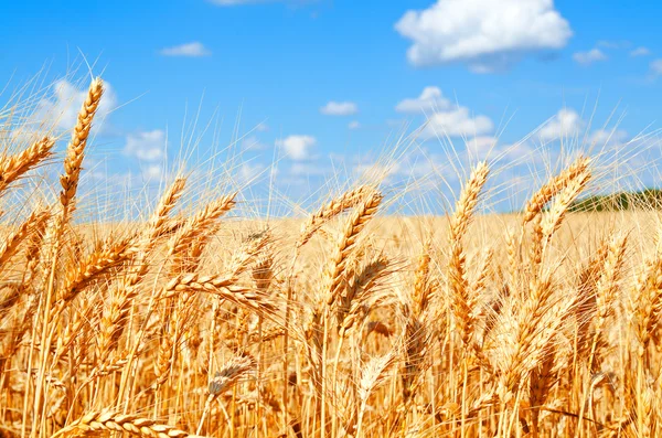 Fondo di campo di grano con maturazione spighe dorate — Foto Stock