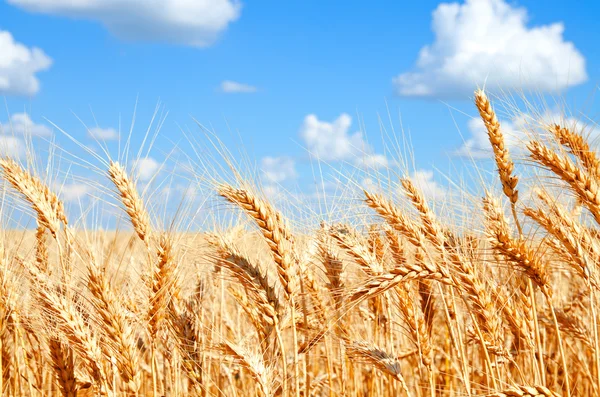 Fondo di campo di grano con maturazione spighe dorate — Foto Stock