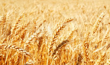 Altın kulakları olgunlaşma ile buğday alanının arka plan