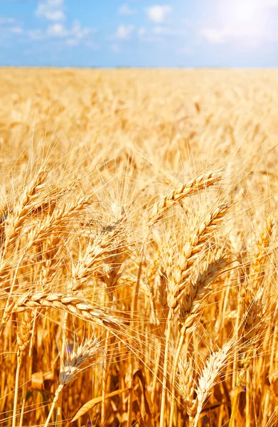 Fondo del campo de trigo con espigas doradas de maduración —  Fotos de Stock