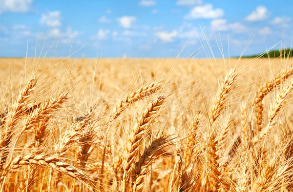 Bakgrund av vete fält med mognande gyllene öron — Stockfoto