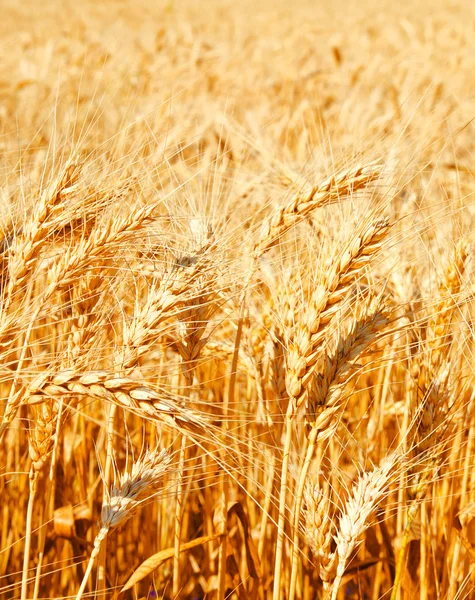 Bakgrund av vete fält med mognande gyllene öron — Stockfoto