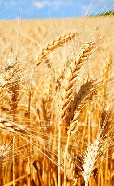 Fondo del campo de trigo con espigas doradas maduras y cielo azul —  Fotos de Stock