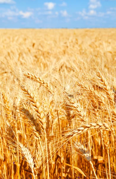 Bakgrund av vete fält med mognande gyllene öron — Stockfoto