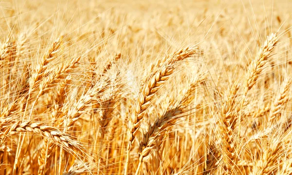 Fondo del campo de trigo con espigas doradas de maduración —  Fotos de Stock