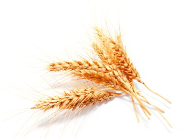 Beyaz arka planda izole buğday kulakları 