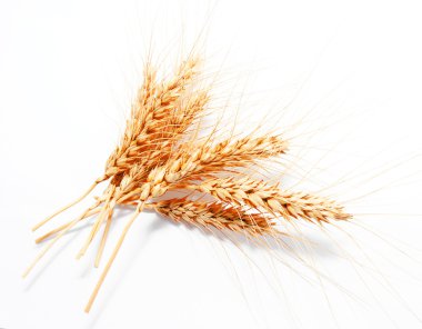 Beyaz arka planda izole buğday kulakları 