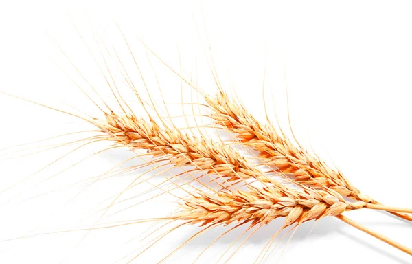 Wheat ears isolated on a white background — Stock Photo, Image