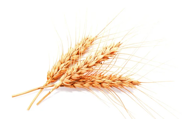 Beyaz arka planda izole buğday kulakları — Stok fotoğraf