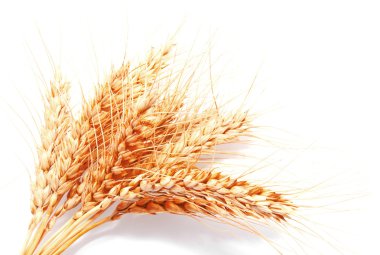 Beyaz arka planda izole buğday kulakları 
