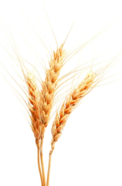 Uszy pszenicy izolowane na białym tle — Zdjęcie stockowe