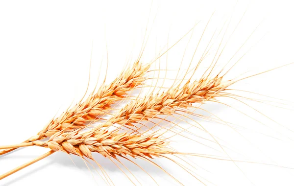 Orecchie di grano isolate su fondo bianco — Foto Stock