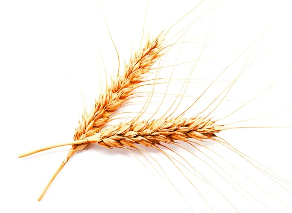 Orecchie di grano isolate su fondo bianco — Foto Stock