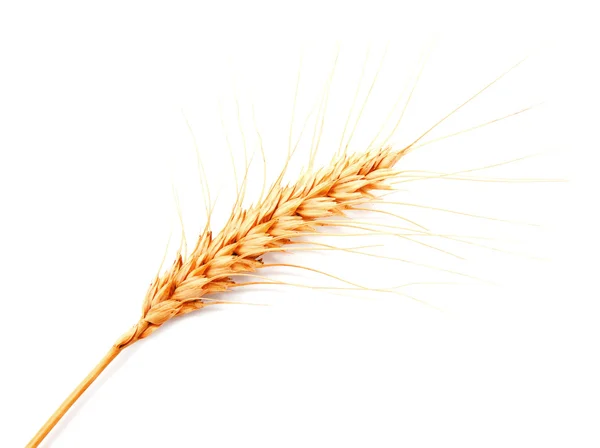 Weizenähren isoliert auf weißem Hintergrund — Stockfoto
