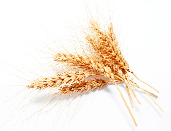 Wheat ears isolated on a white background — Stock Photo, Image