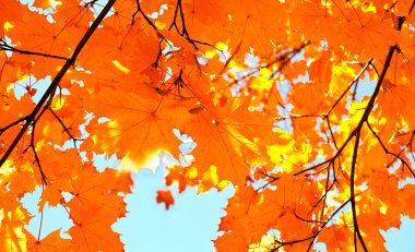 Sonbahar akçaağaç yaprakları ve mavi gökyüzü arka plan