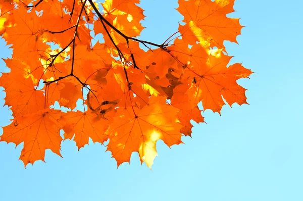 Autunno foglie d'acero e sfondo cielo blu — Foto Stock